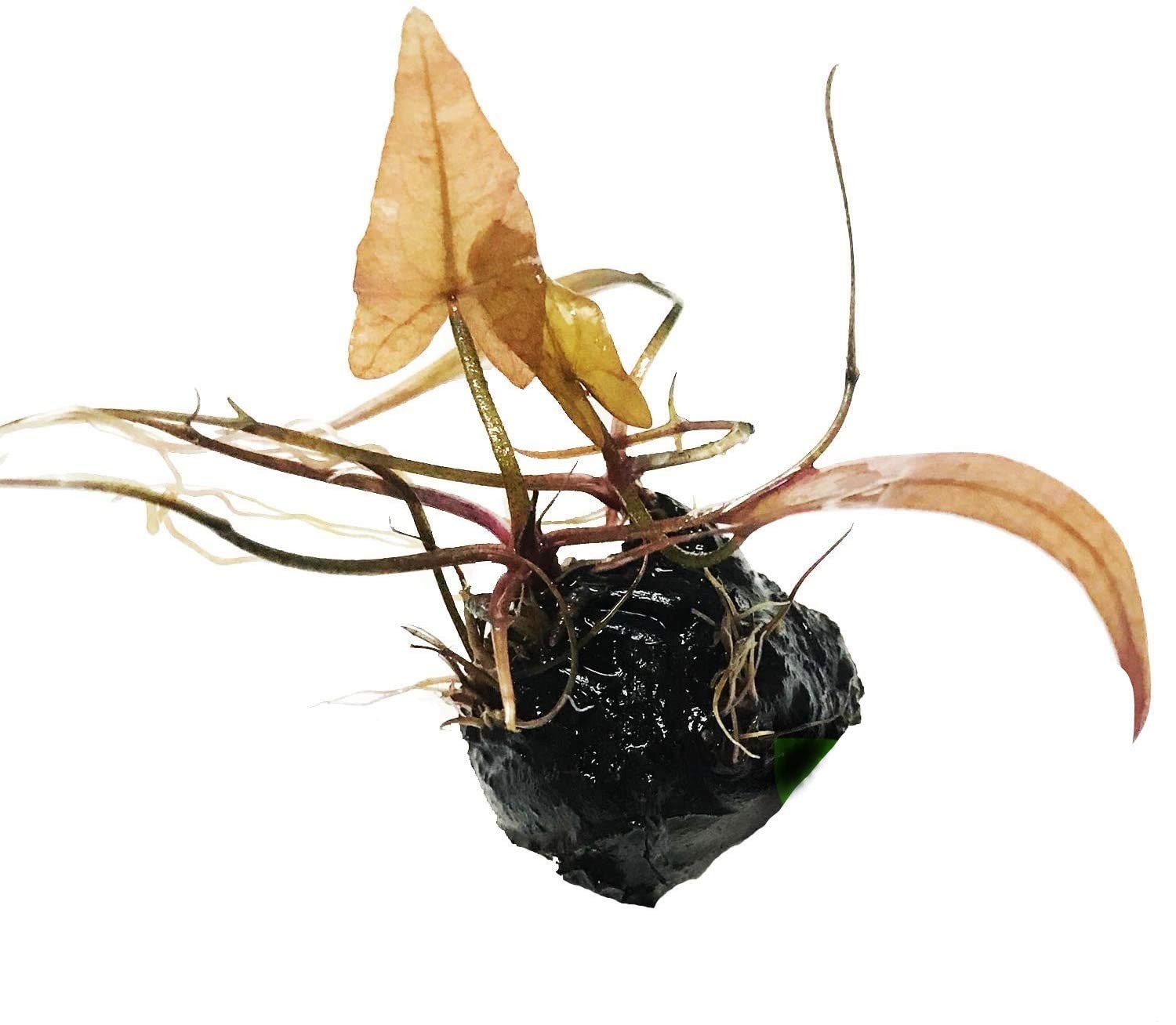 Planterest - Dwarf Water Lily Loose Nymphaea Rubra Bulb Live Aquarium Clear