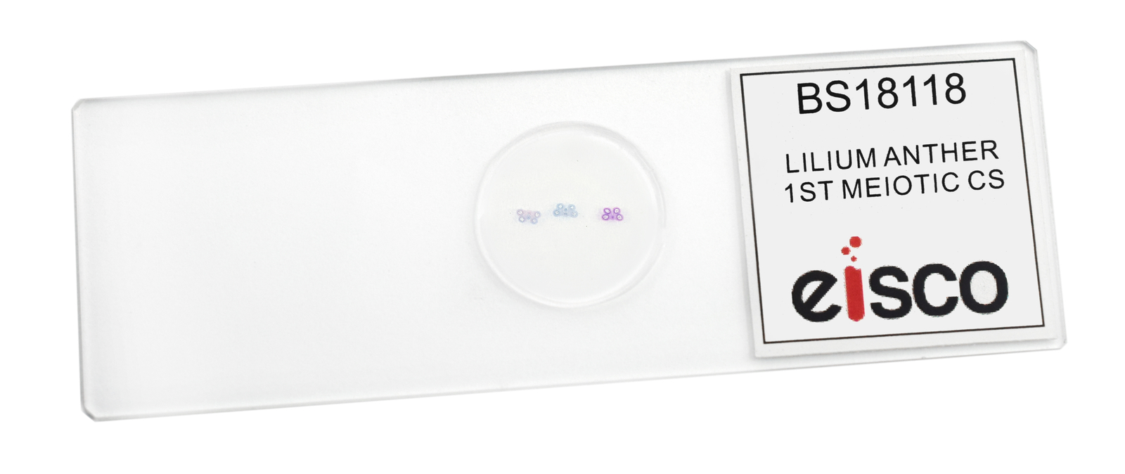 Lilium Anther, 1st Meiotic Division - Microscope Slide - 75x25mm - Eisco Labs