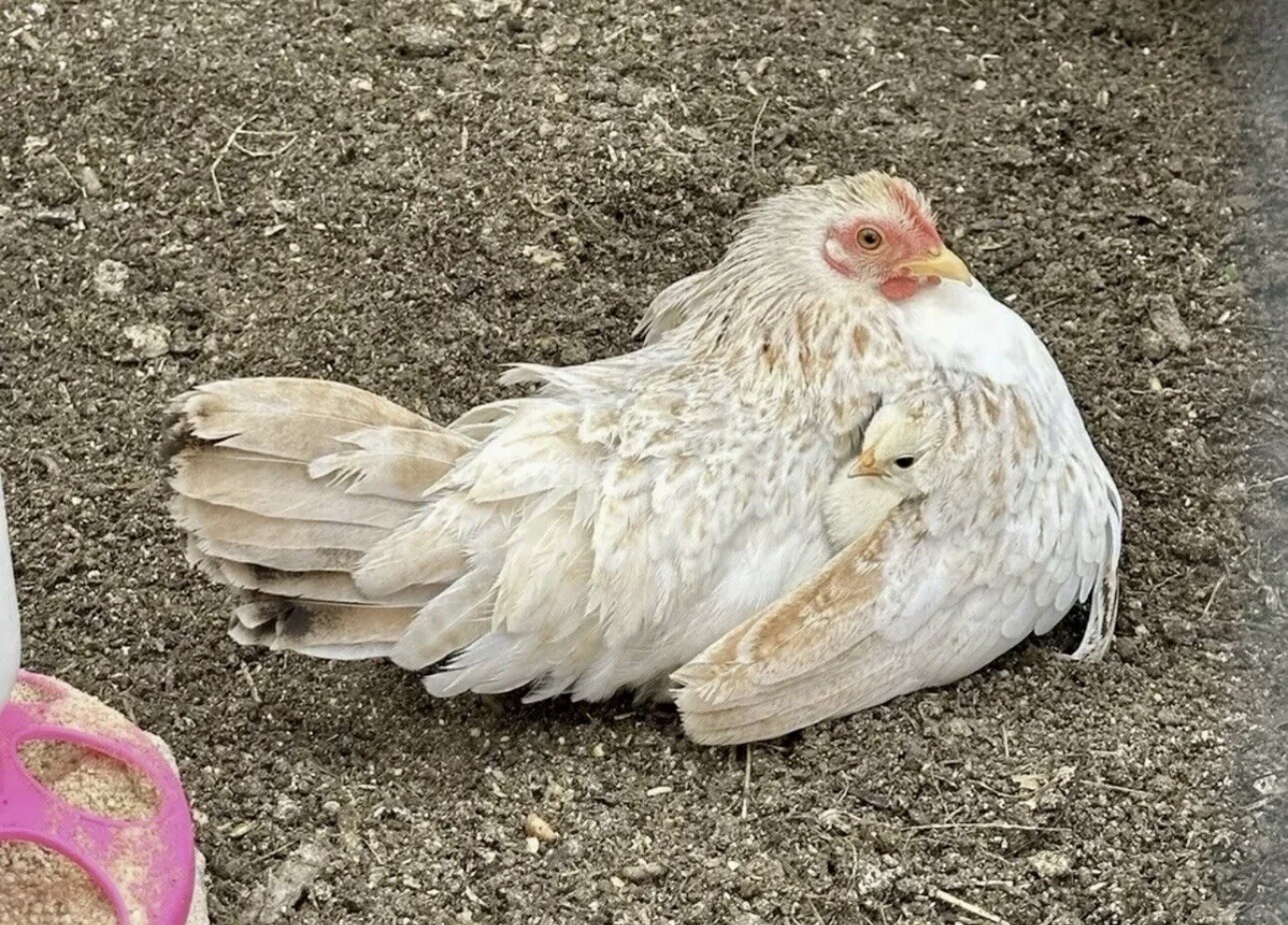 6++ Serama Hatching Eggs Free Shipping PLEASE READ THE DESCRIPTION