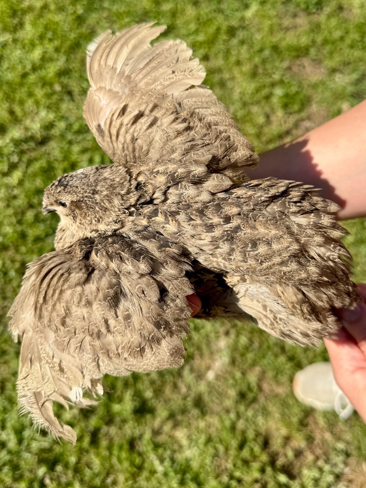 50+ RARE COLORS Coturnix Quail Hatching Eggs NPIP AI Free