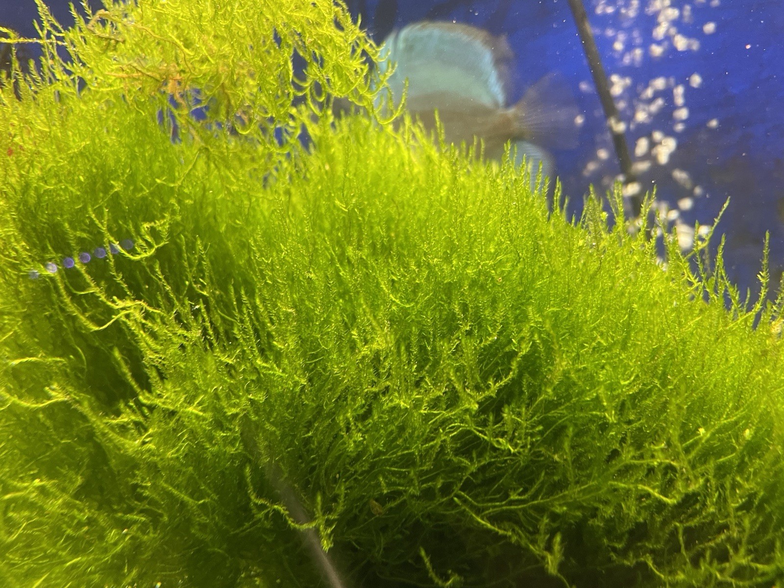 Live Flame Moss – Taxiphyllum sp. 5GRAM Golf Ball Size  ✅ Buy It Now