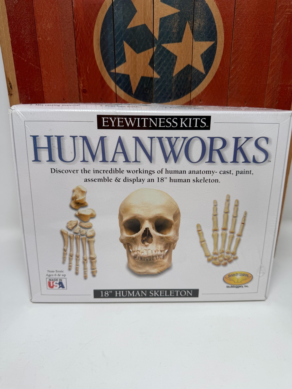 Skullduggery Eyewitness Kits Humanworks 18" Human Skeleton Science Casting Kit