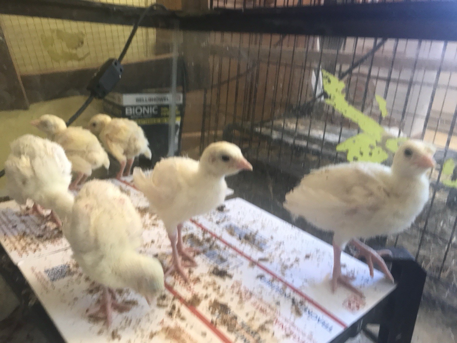 6 Royal Palm Turkey hatching eggs