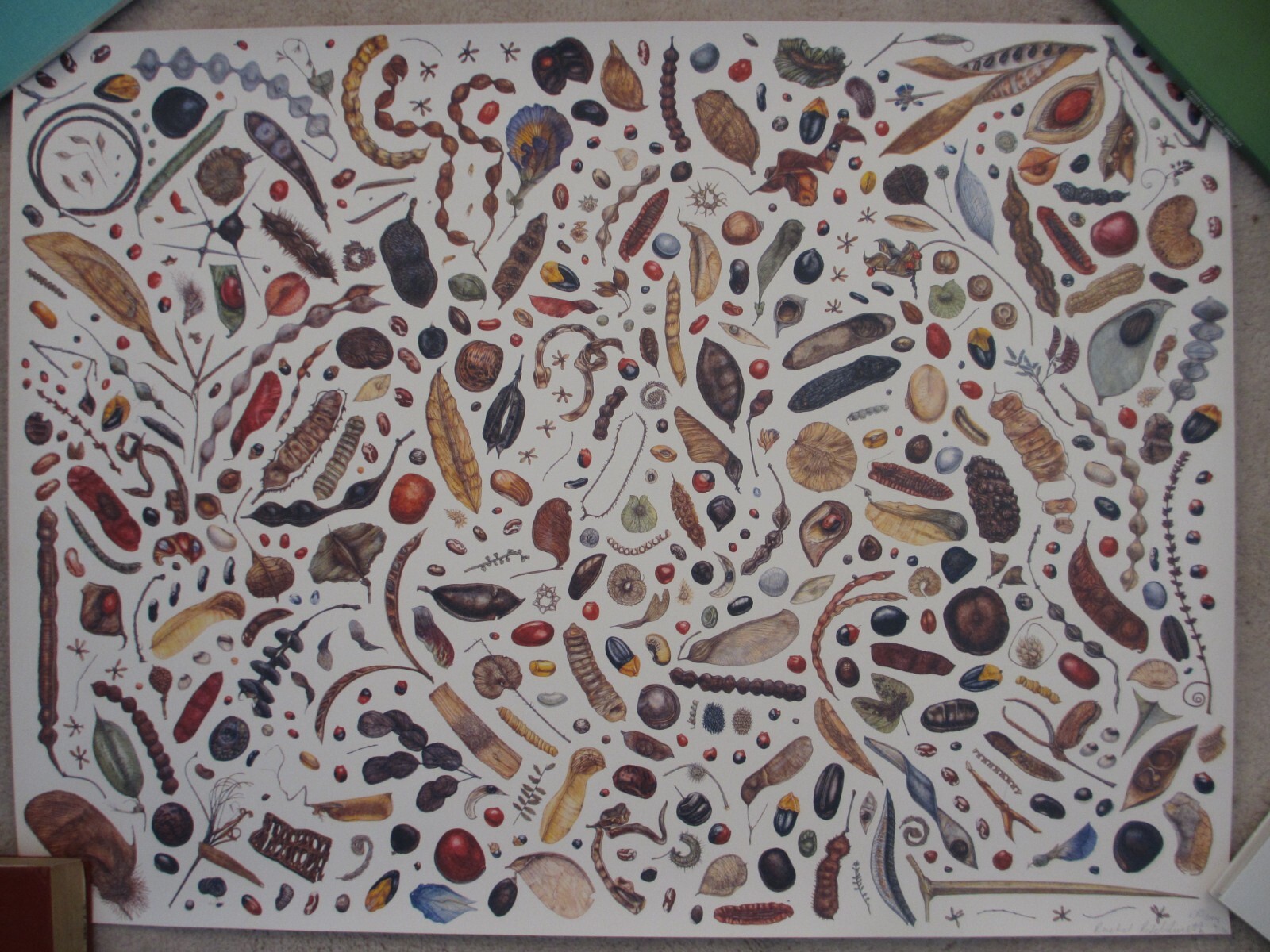 RACHEL PEDDER-SMITH - Fruits of all Plant Families - Painting number 9/120-2004