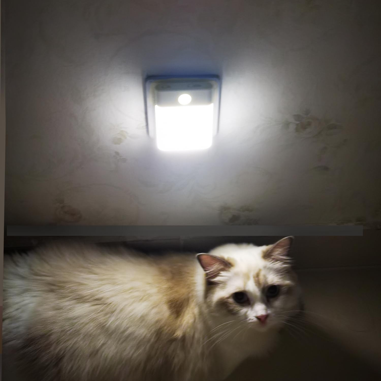 LED Night Light Plug In, Motion Sensor Night Light with Adjustable Brightness 3
