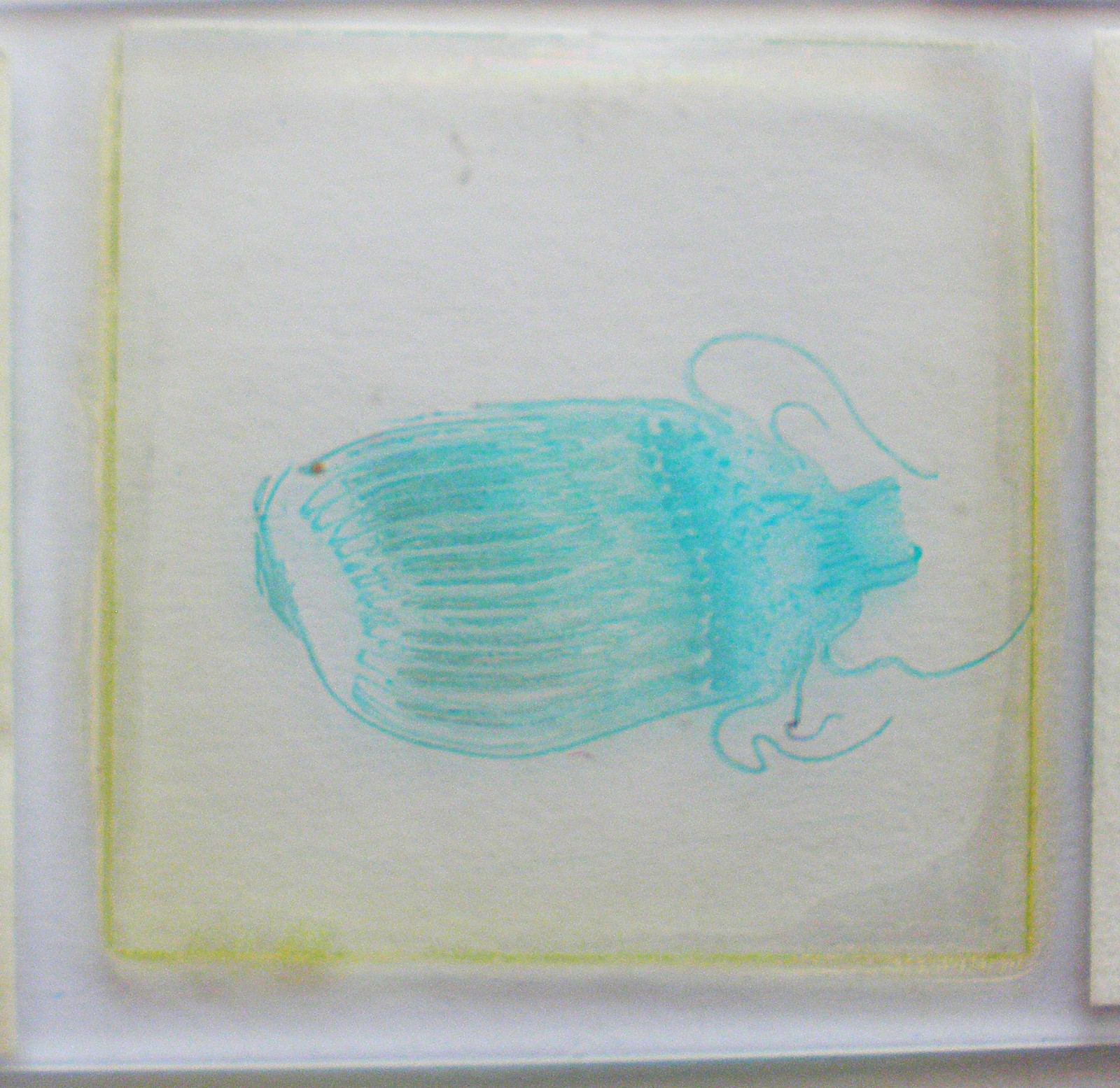 3 Vintage Microscope Slide. Maize, Dandelion, Cabbage with Clubroot. by N.B.S.