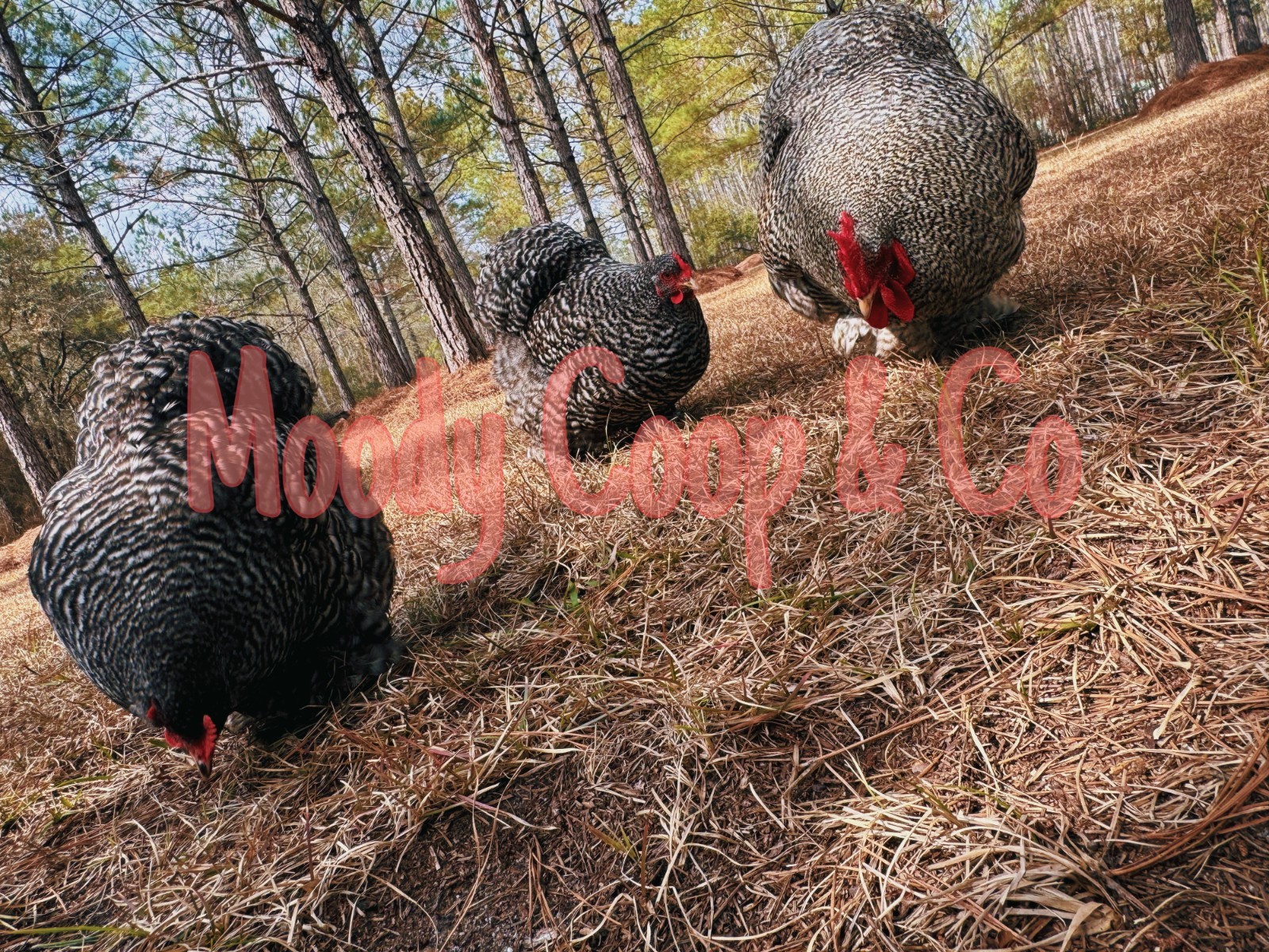 6+ Fertile Large Fowl Barred Cochin Hatching Eggs 🐣