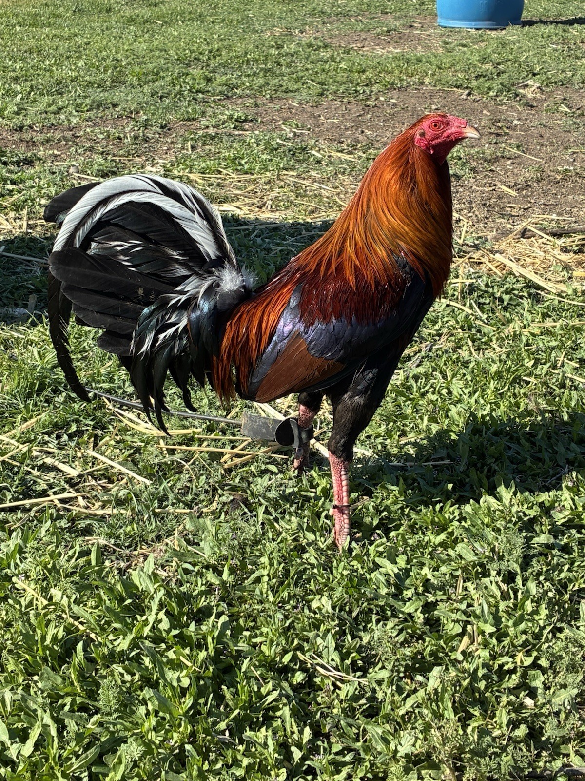 6+ Chicken Hatching Eggs