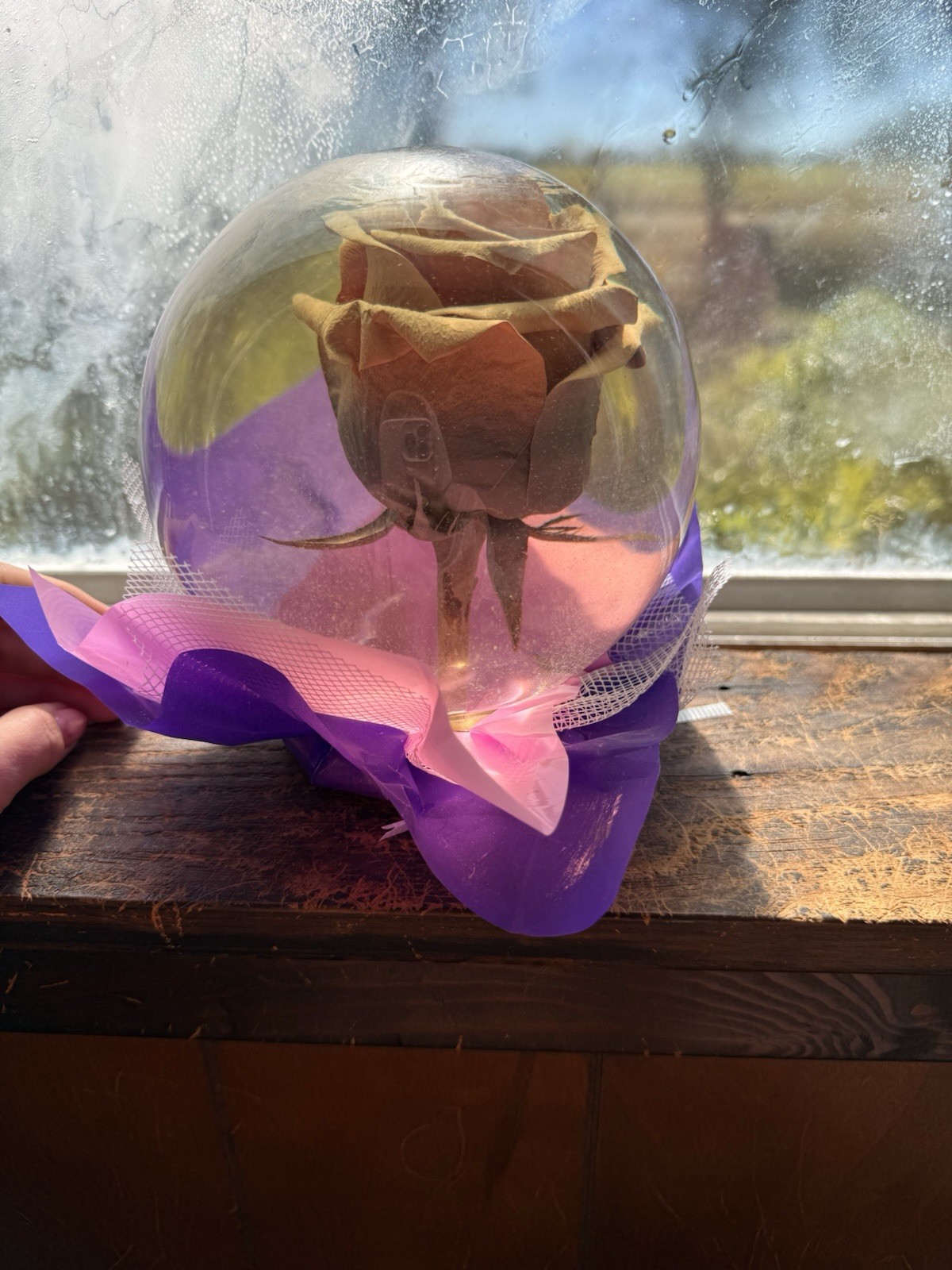 Rose In A Globe