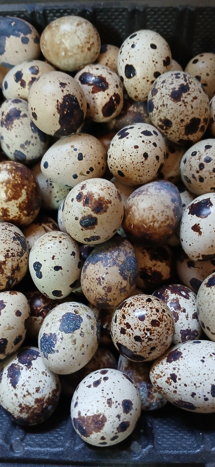 60 + Fertile Jumbo Coturnix Quail Hatching Eggs. FREE SHIPPING