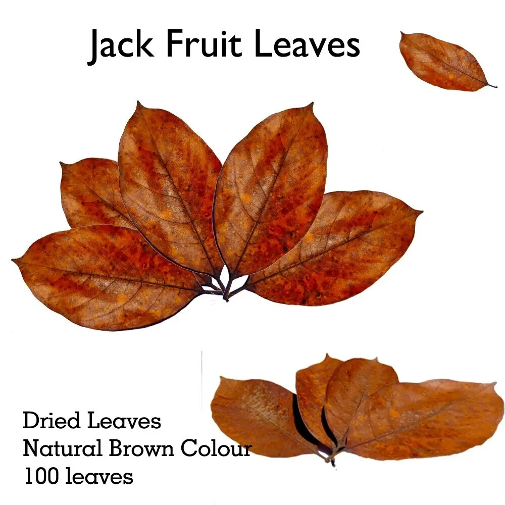 Leaves Natural Dried Jack Fruit Organic Aquarium Bio Shrimp Ceylon Fish 100 Pcs