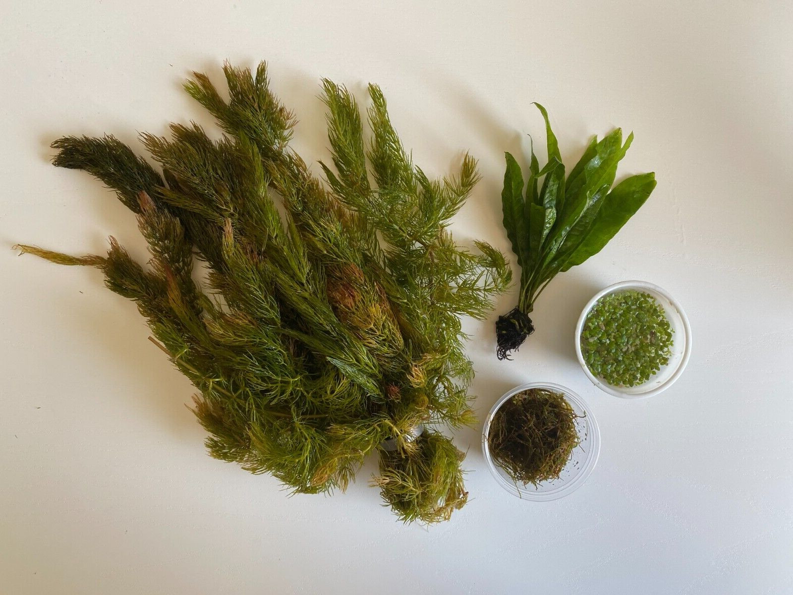 Goldfish Pond/Aquarium Plant Bundle- Moss, Duckweed, Hornwort. Easy Live Plants!
