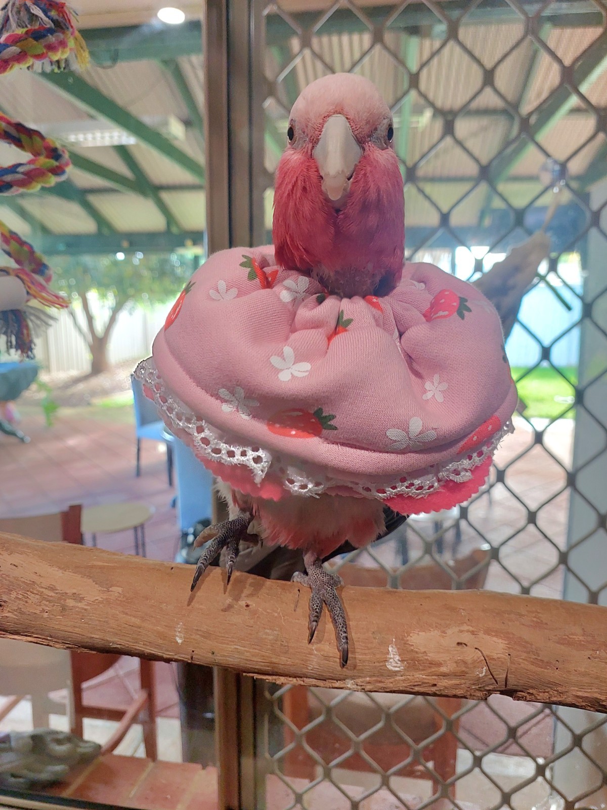 Strawberry Bird Collar 🍓