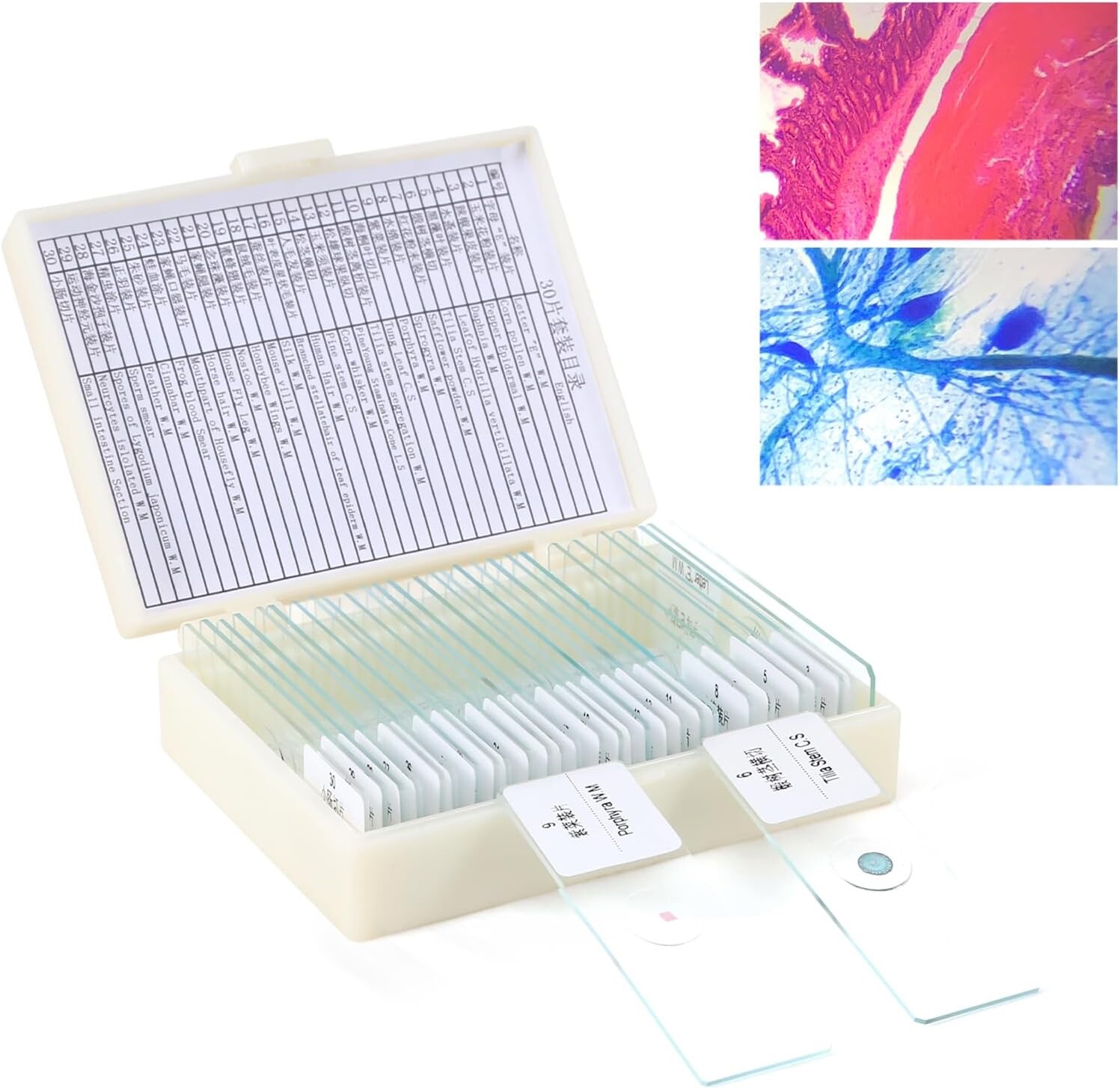 30 Prepared Microscope Slides for Kids and Adults - Biology & Microbiology