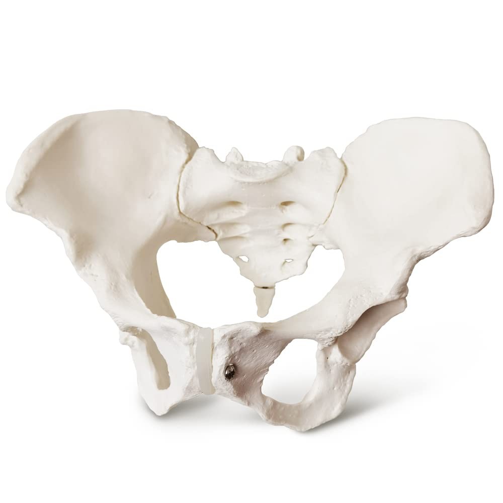 2025 New Female Pelvis Model,Life Size Female Pelvic Skeleton Model, Anatomy ...