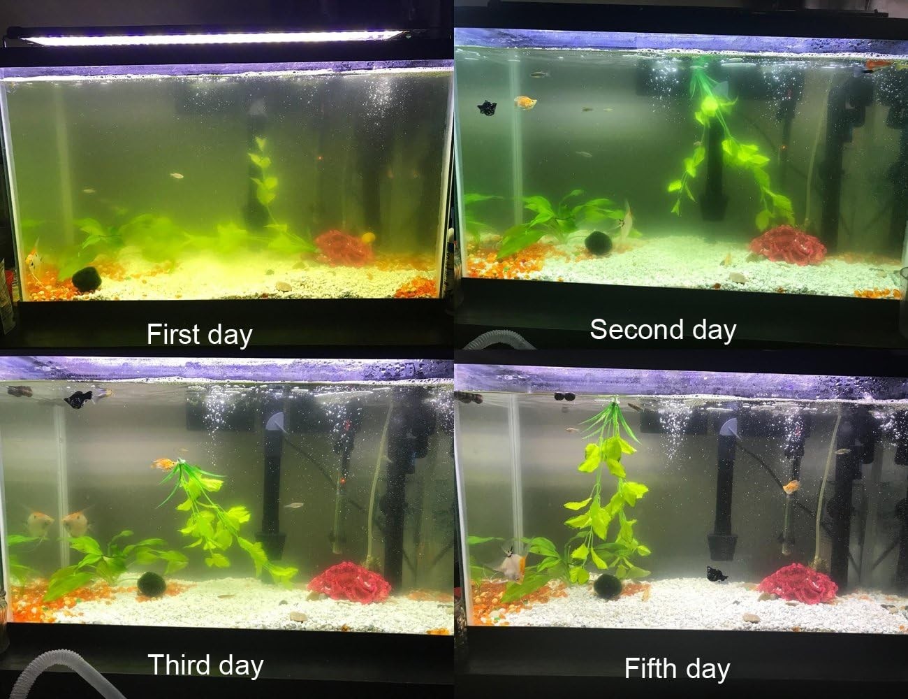 Transform Your Aquarium: 75 Gallon Internal UV Filter Clears Green Water