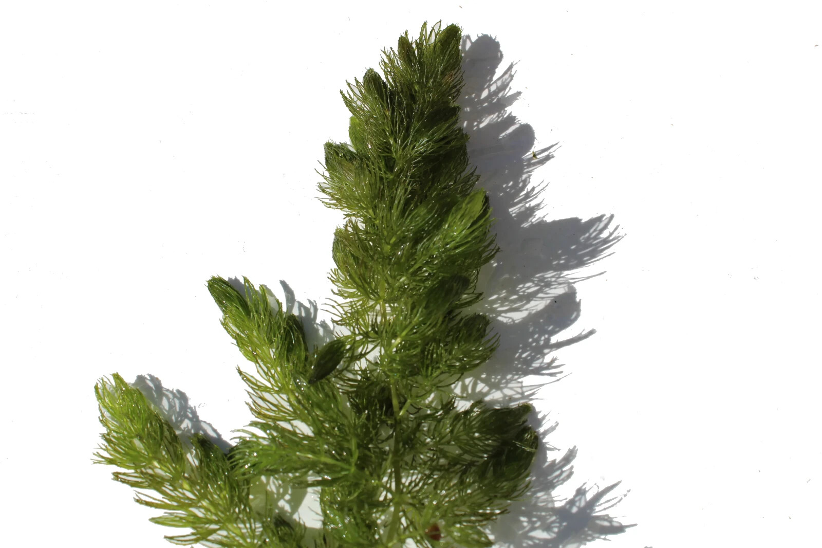 3+ Hornwort Live Aquarium Plants