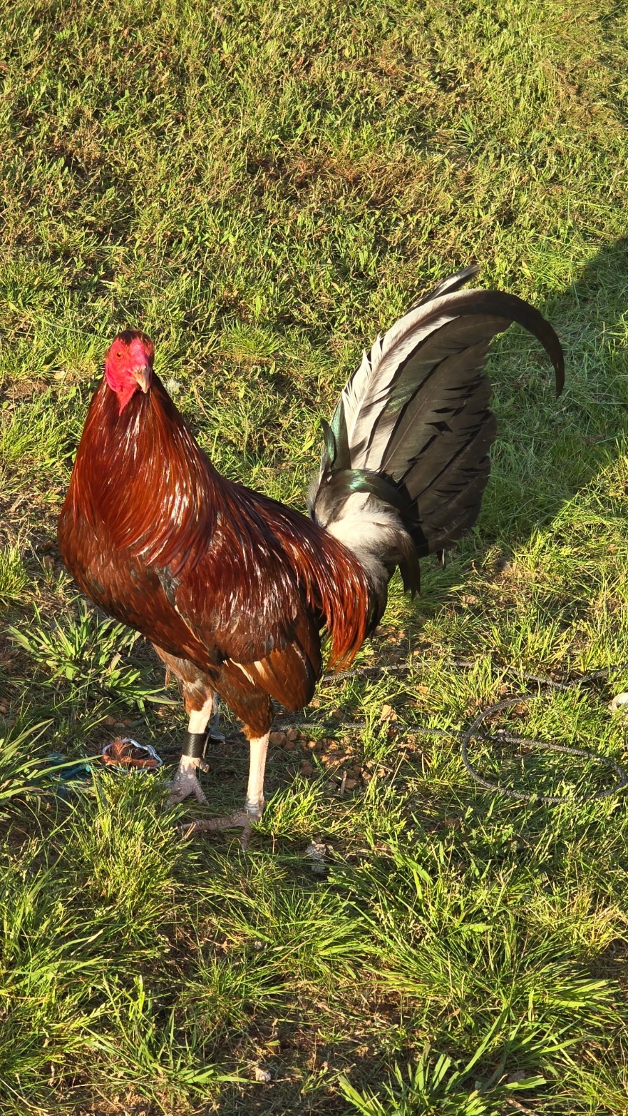 (Variety) 12+2 Chicken Hatching Eggs