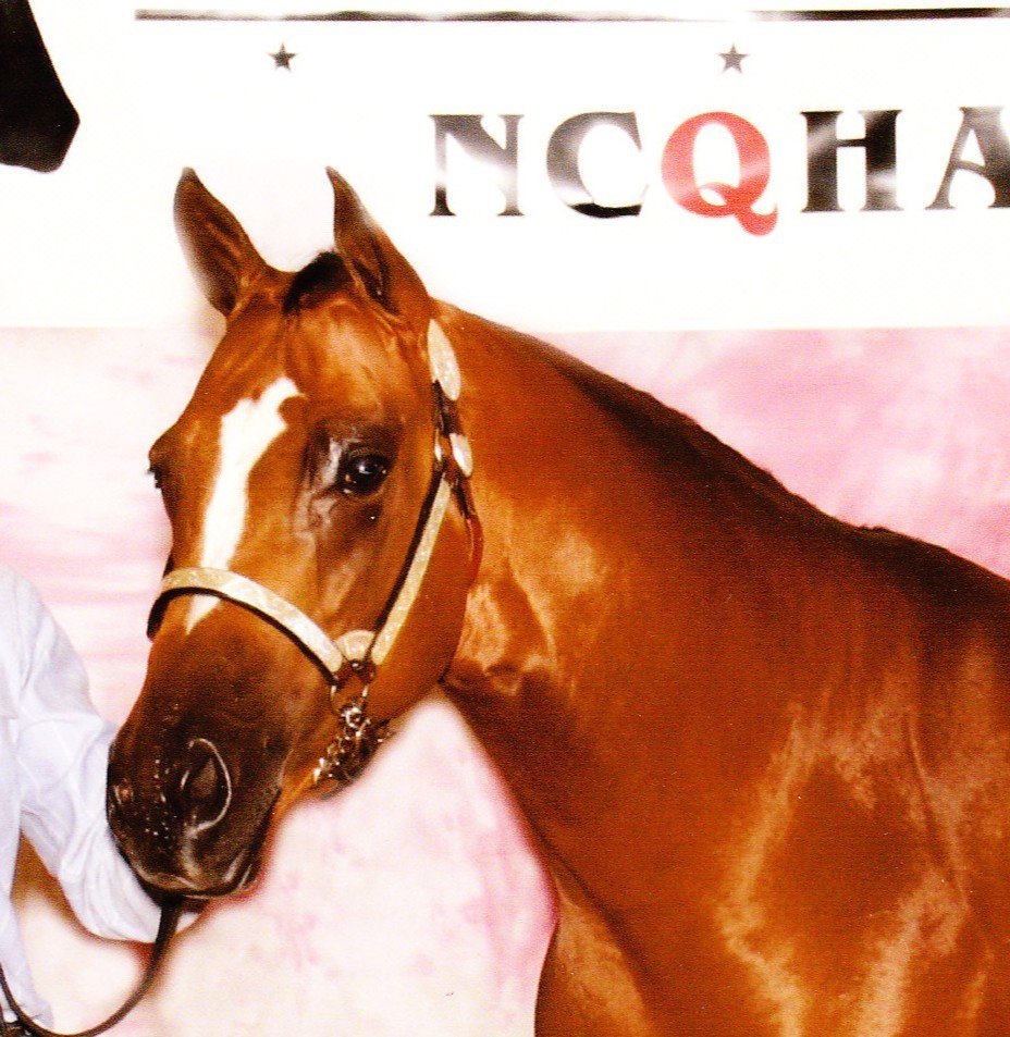 Gorgeous Harris Leather & Silver Mare or 2 yo Size Halter and Matching Lead