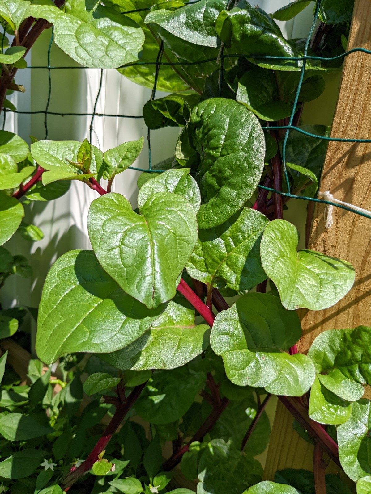 25 Red malabar spinach, Alugbati, Vietnamese Spinach, Pui, Poi shak SEEDS.