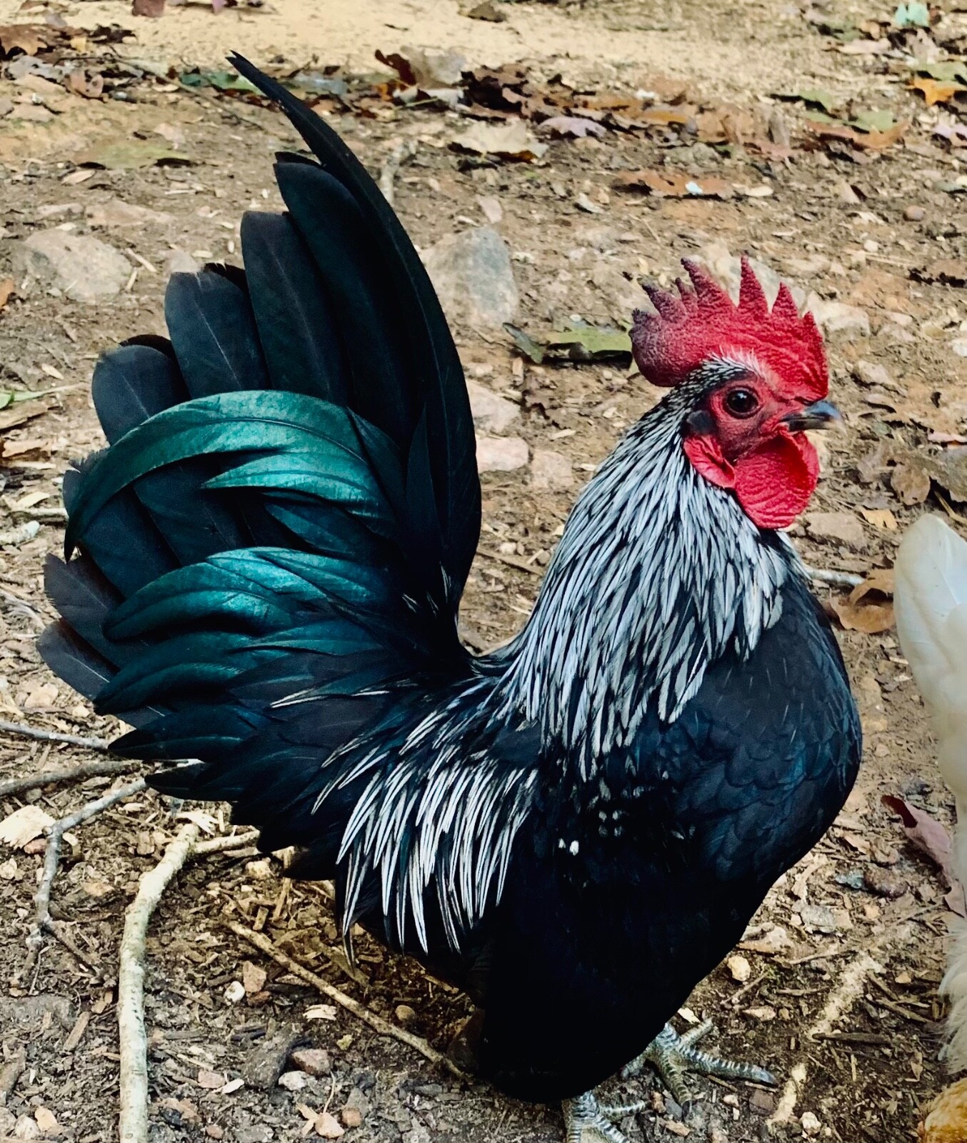 15 Traditional Serama Hatching Eggs-The tiniest breed of chicken