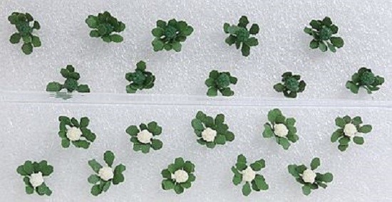 JTT Scenery Products 95529 - HO Scale - Broccoli and Cauliflower 20/pk