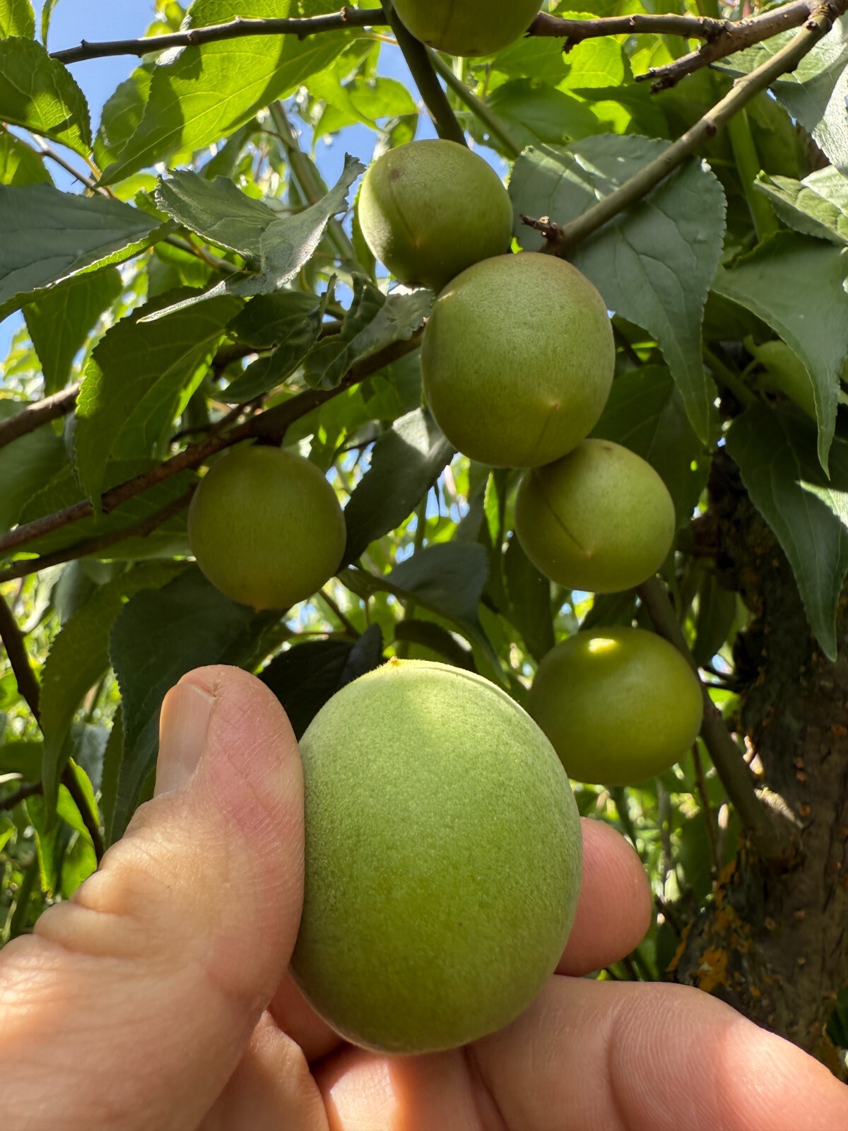 10 lbs FRESH Japanese Prunus Mume / Maesil Ju/ Wu Mei Green Ao Ume-boshi Ume-su