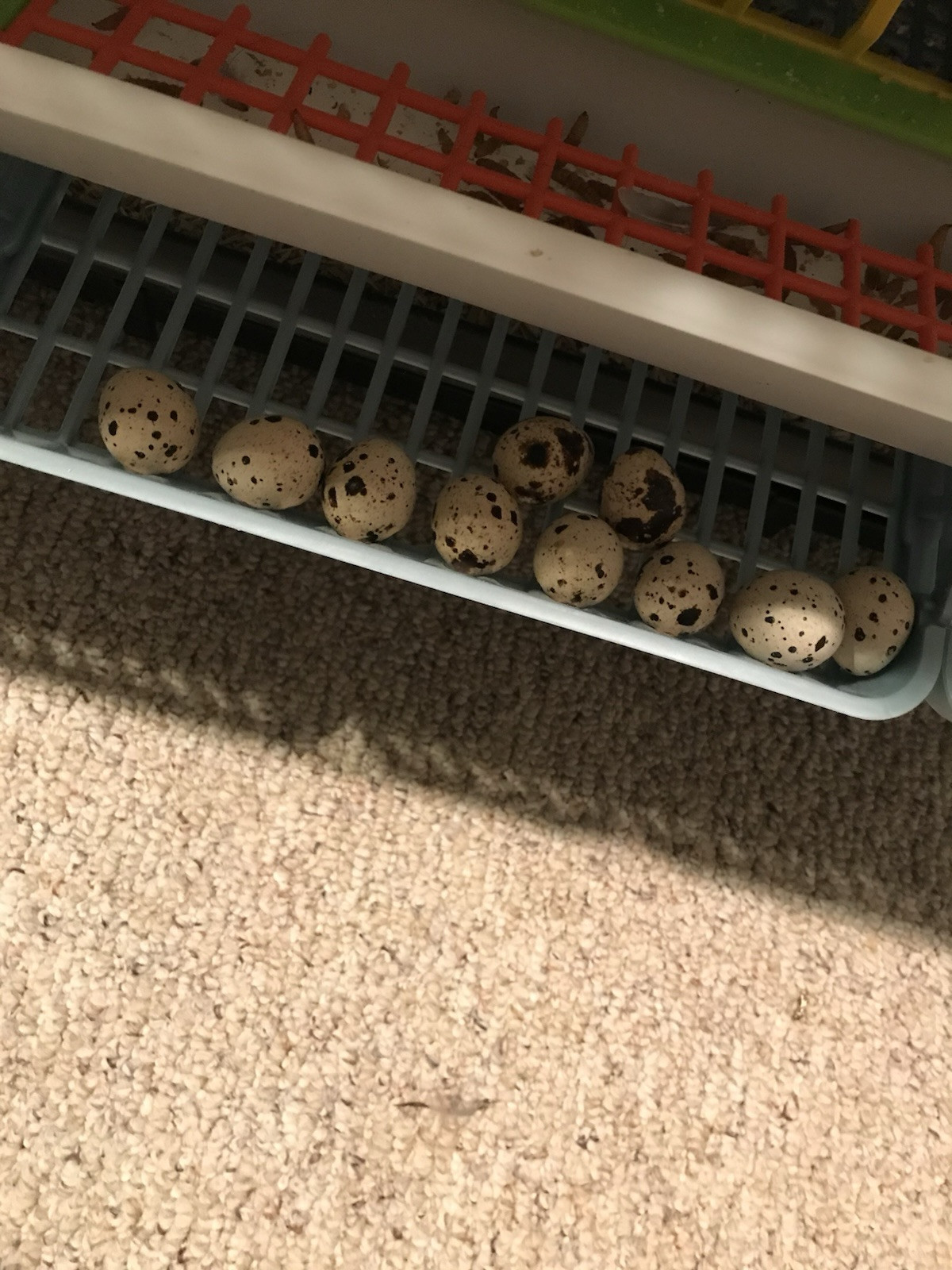 Quail Eggs
