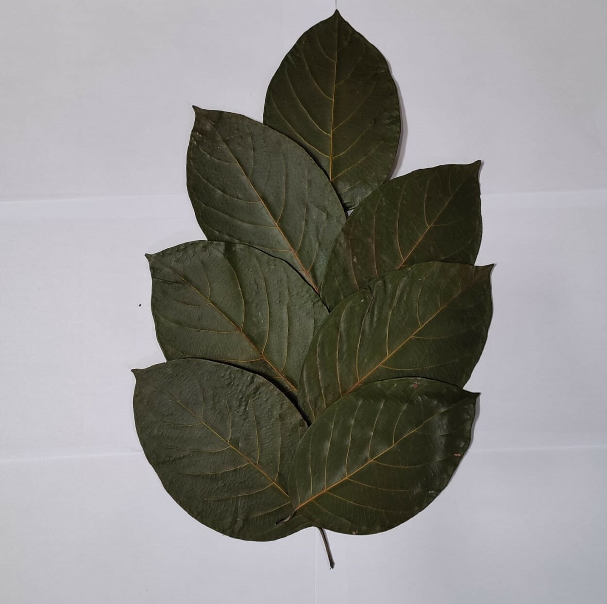 Dried Jack Leaves 100 Pcs Organic Shrimp Aquarium Betta Fish Natural Leaves