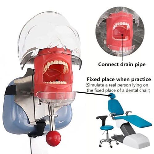 Dental Simulator Mannequin Head Teeth Model Teaching Practicing Head Mold desk