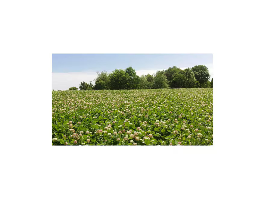BioLogic Non-Typical Clover Perennial Food Plot Seed 2 lb