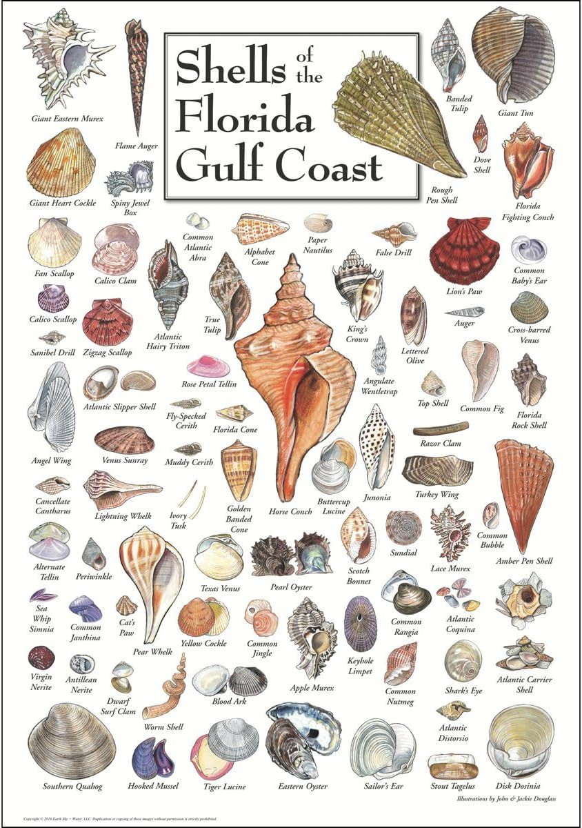 Poster - Shells of Florida'S Gulf Coast - Poster
