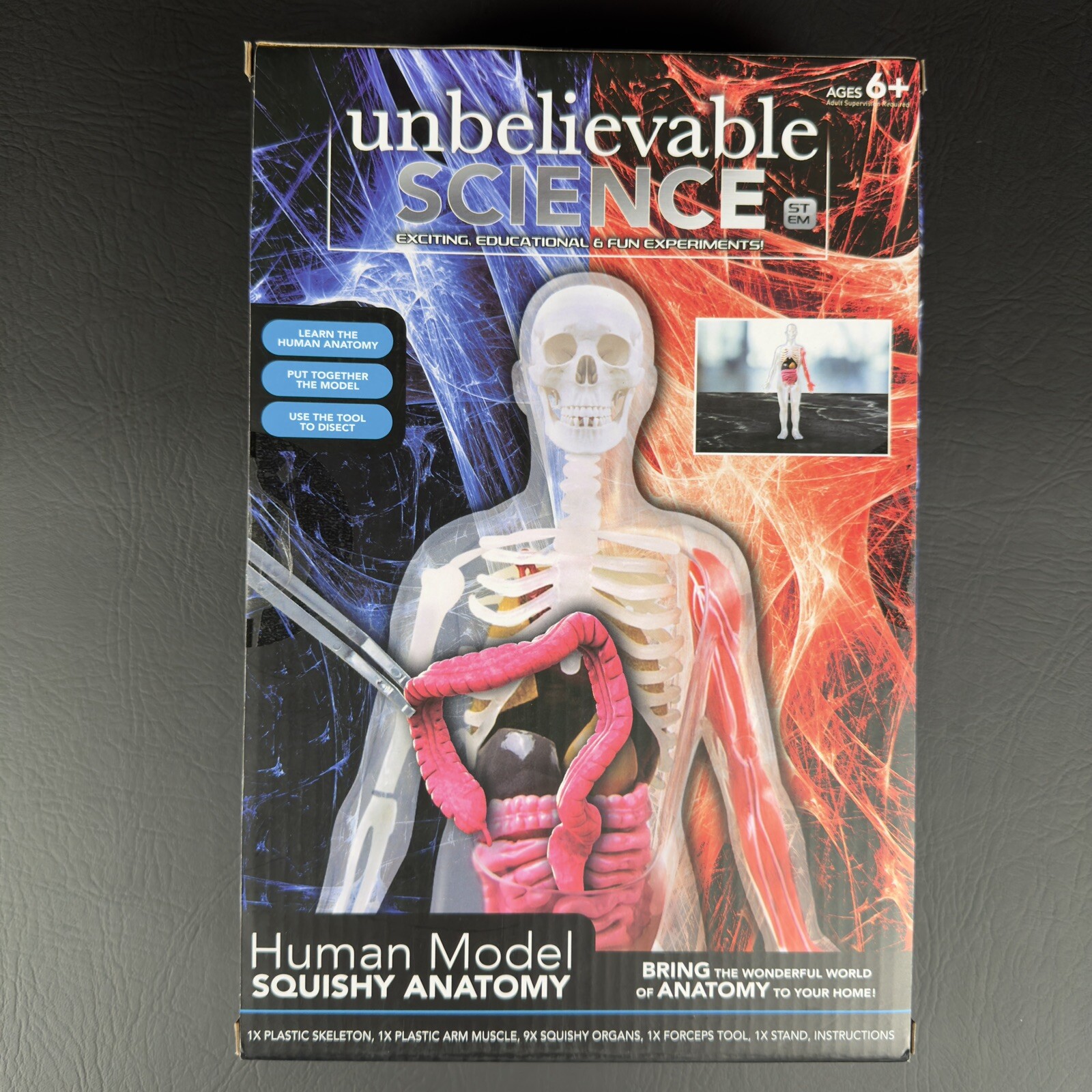 Unbelievable Science Human Model Squishy Anatomy Skeleton, Organs, Arm Muscle ..