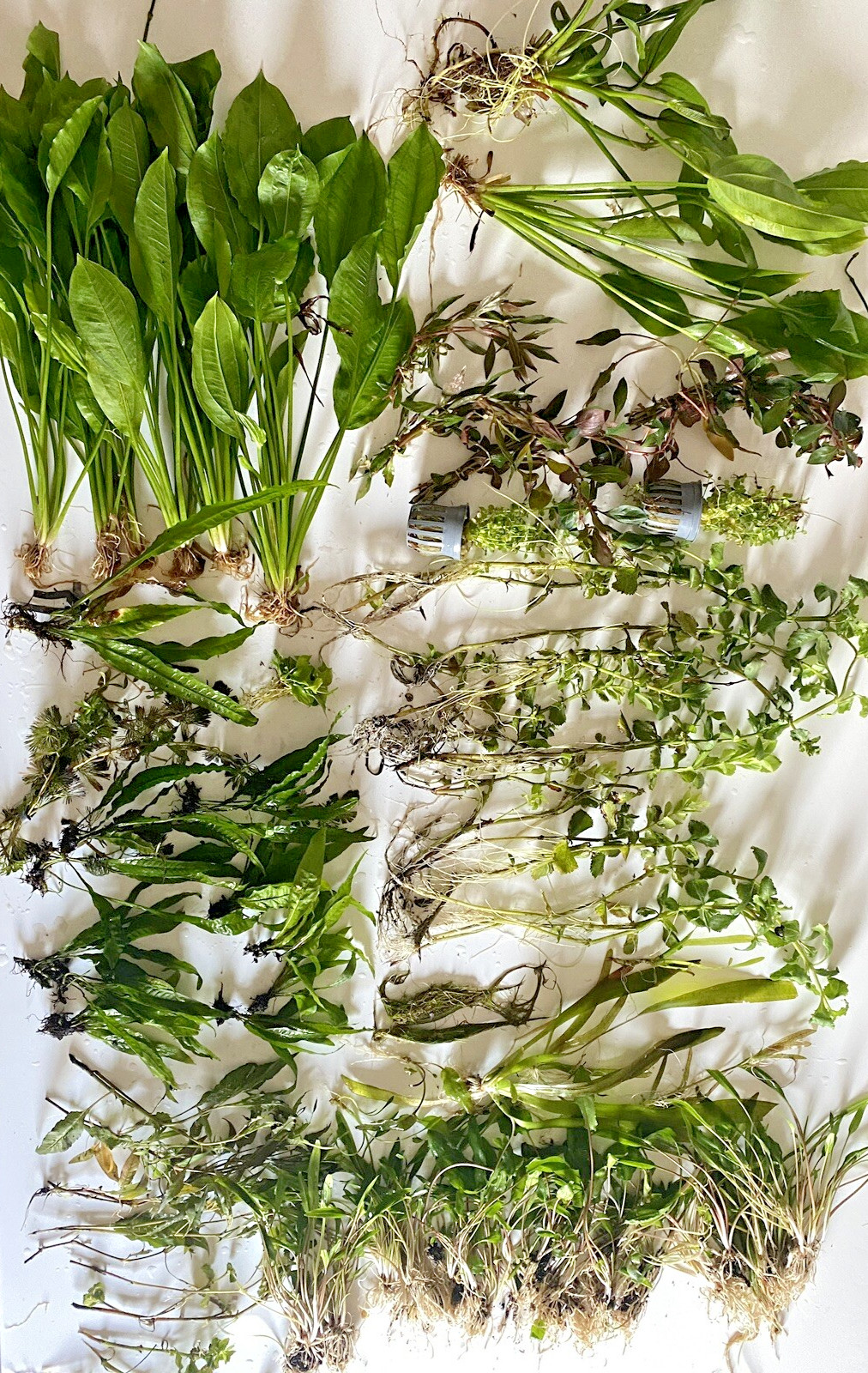 Tofu's Tanks 75-Gallon CUSTOM Live Aquarium Plant Bundle- Fully Plant Your Tank!