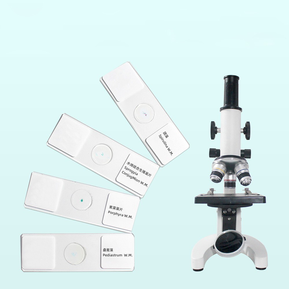 10PCS Prepared Microscope Slides in Algae Specimen f Teaching & Research