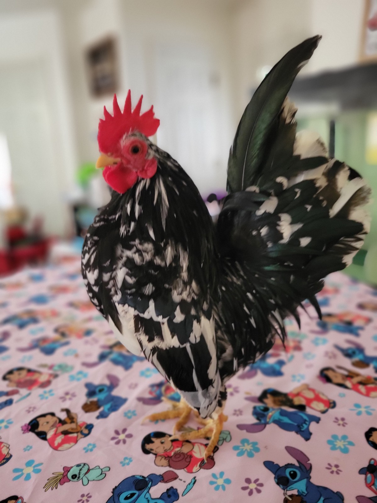12+ Exchaquer Serama Hatching Eggs