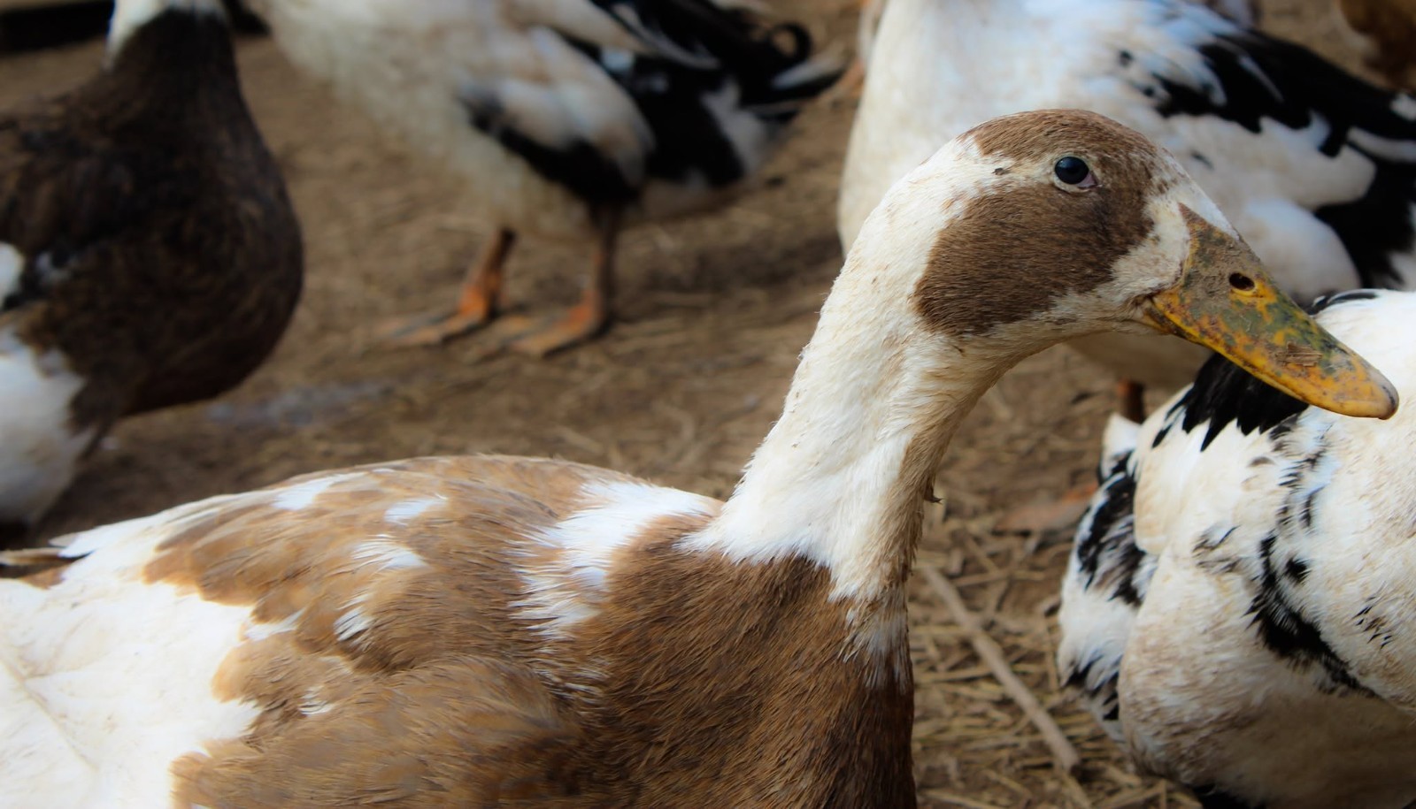 Half Dozen Ancona Duck Hatching Eggs-PA Shipping Only