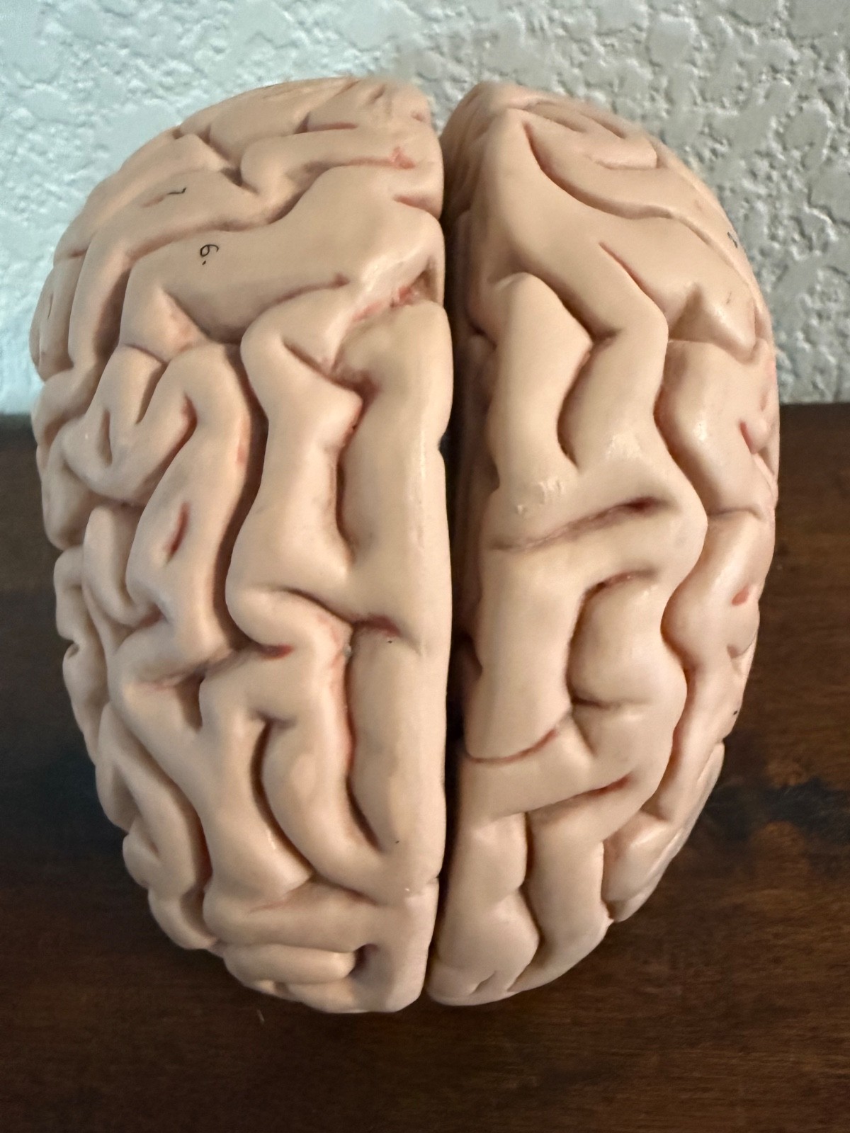 vintage anatomy model brain model 4 pieces