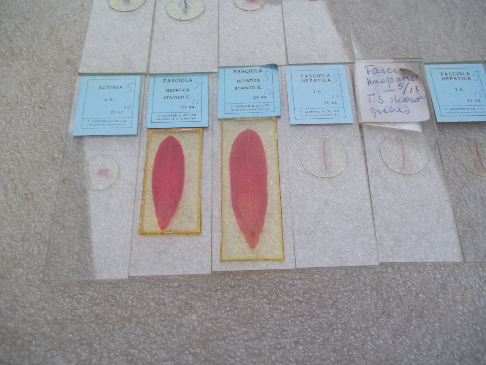 Vintage Glass Microscope Slides -