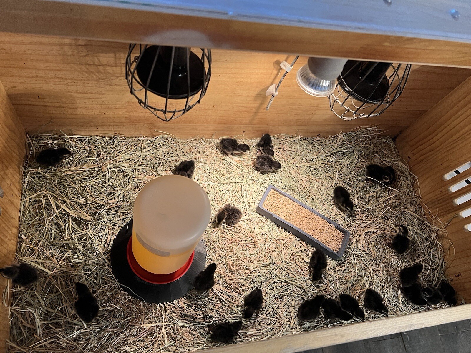24 All Black Coturnix Quail Hatching Eggs NPIP Healthy