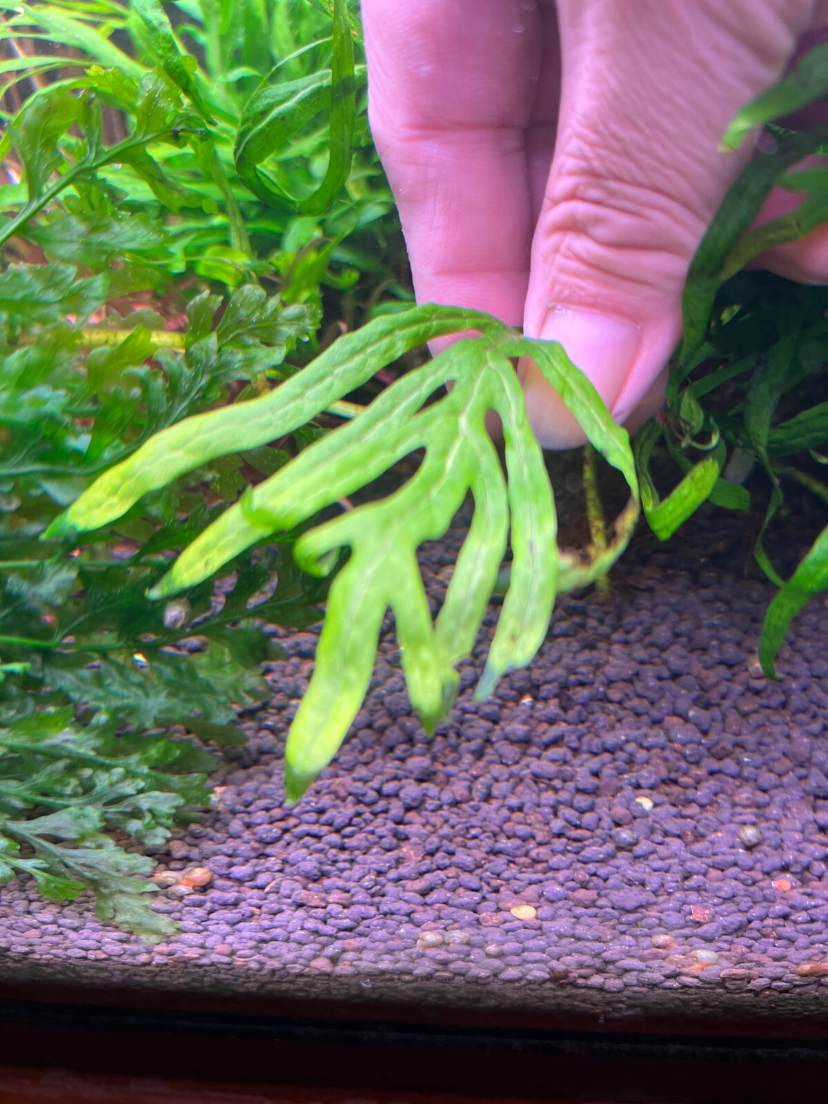 Java Fern Mini Trident Rare Live Aquarium Plant