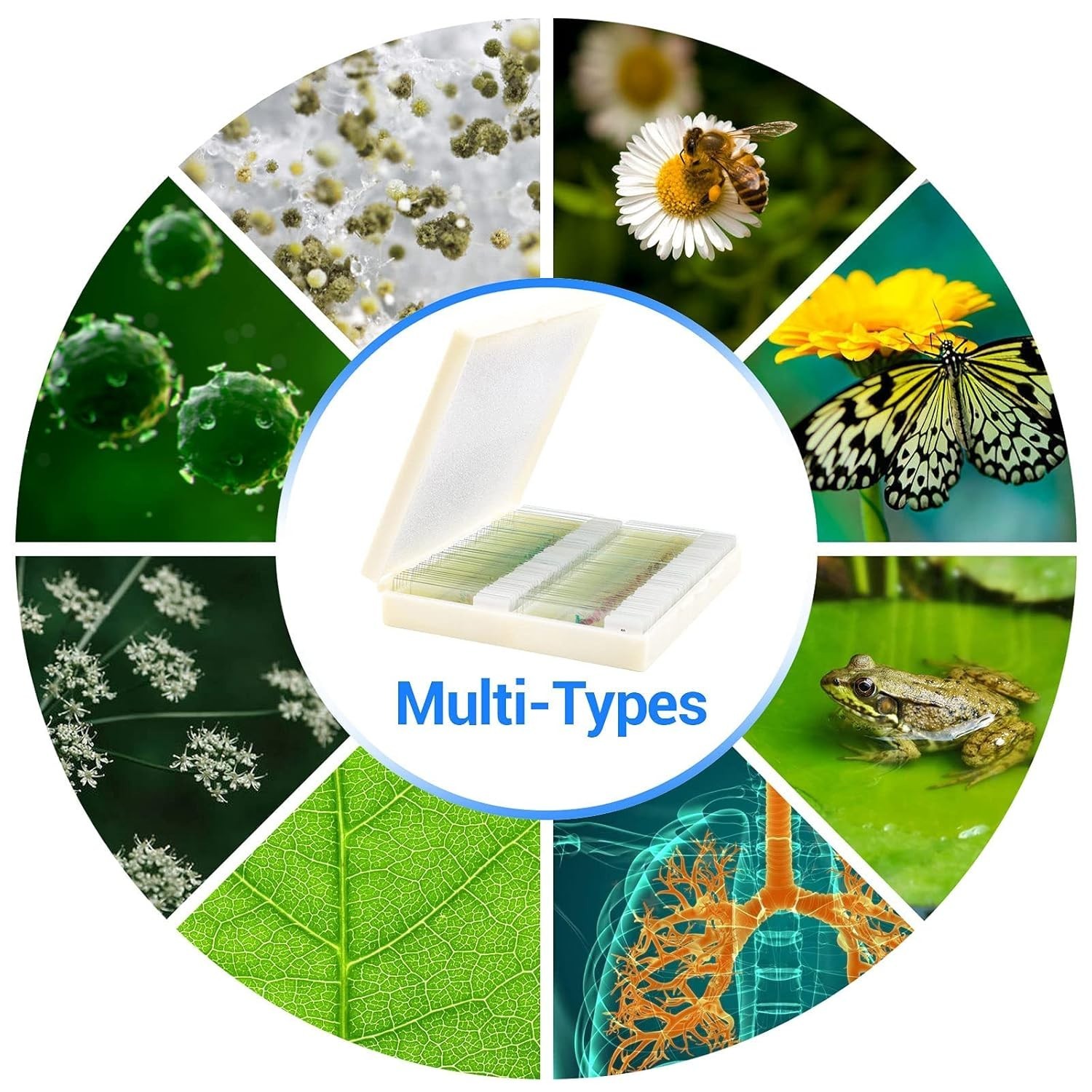 Diverse Specimen Slides (100 Pcs) - Optical Glass for School & Laboratory Use