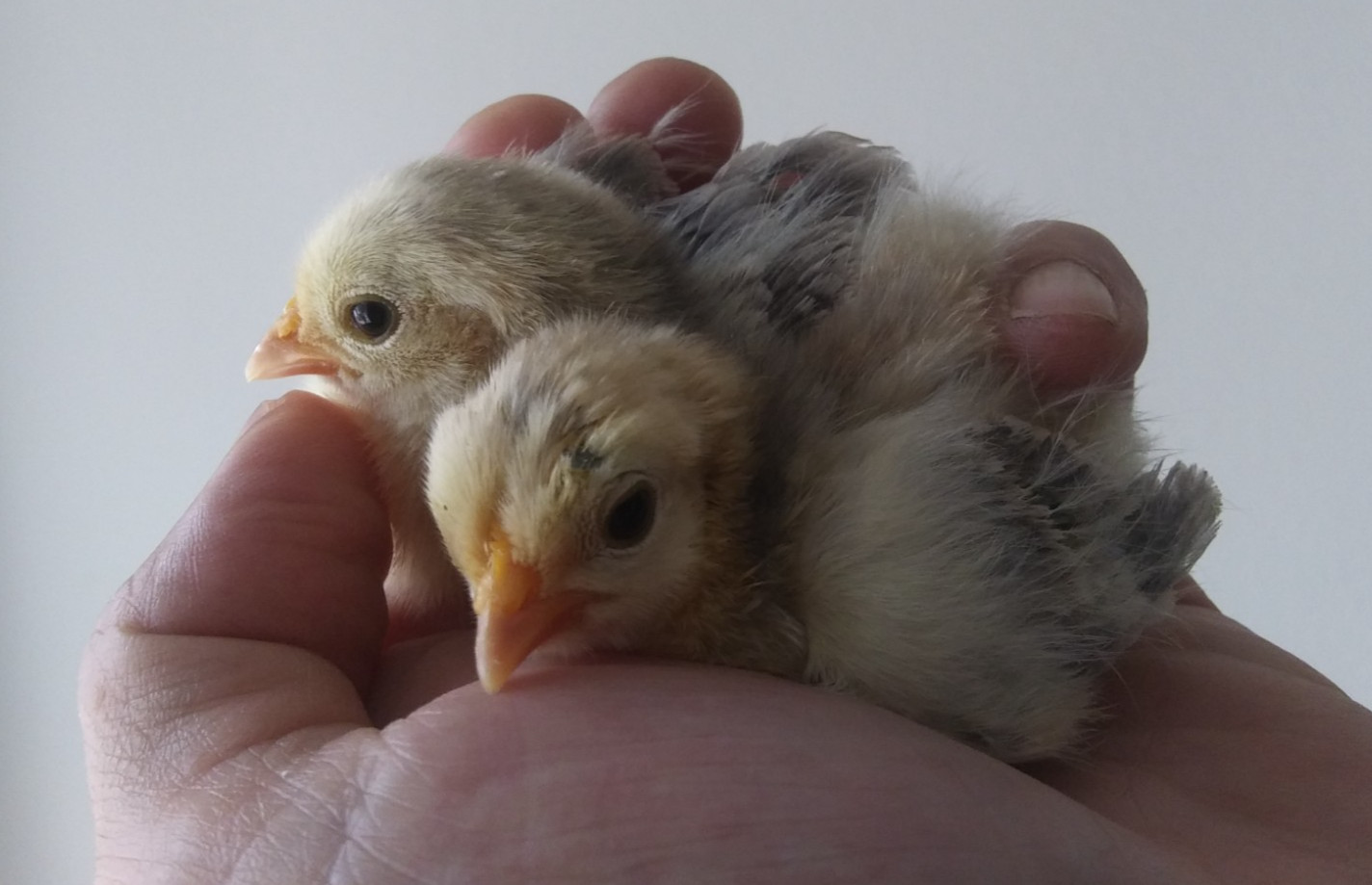 24 smooth feathered Serama chicken hatching eggs
