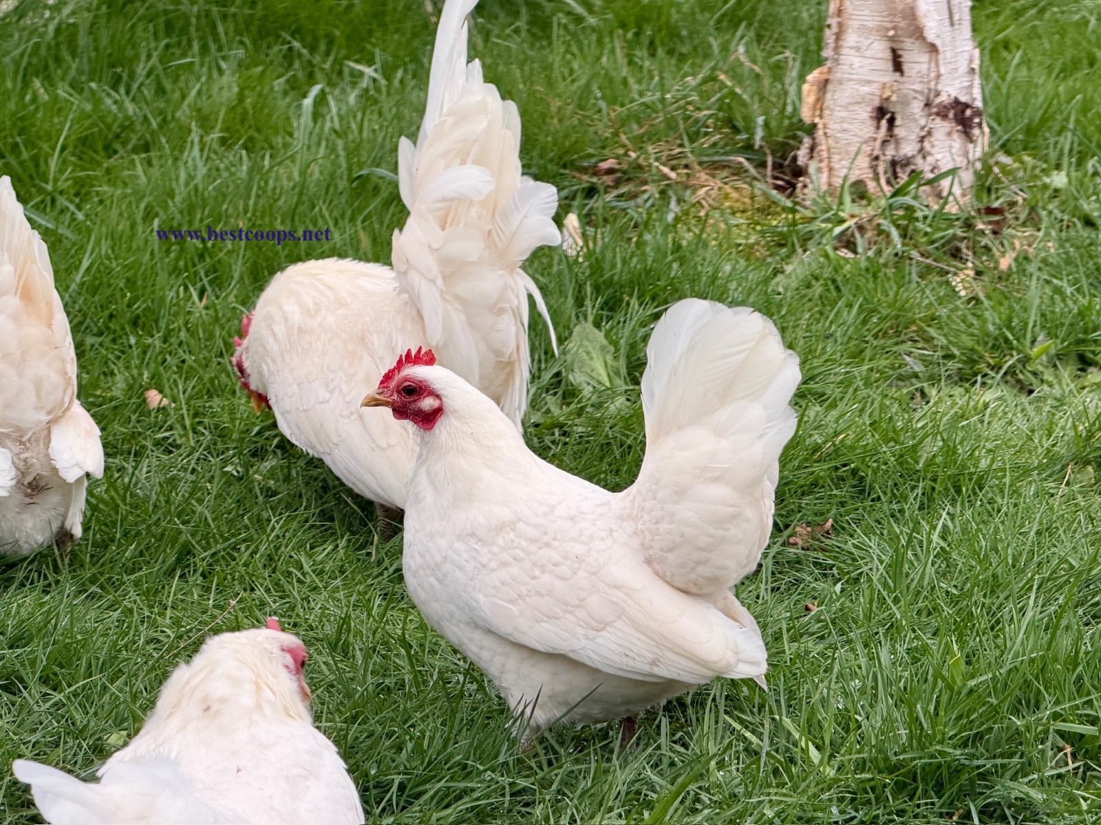 10+ White Serama Fertile Chicken Hatching Eggs