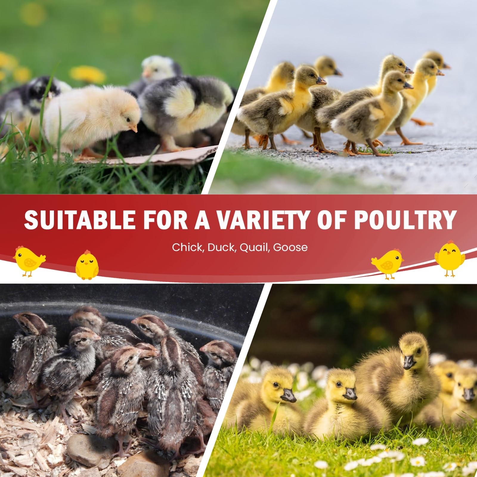Chicken Brooder Box Kit - 10x12" Heating Plate, Feeder & Waterer - 4-in-1 Starte