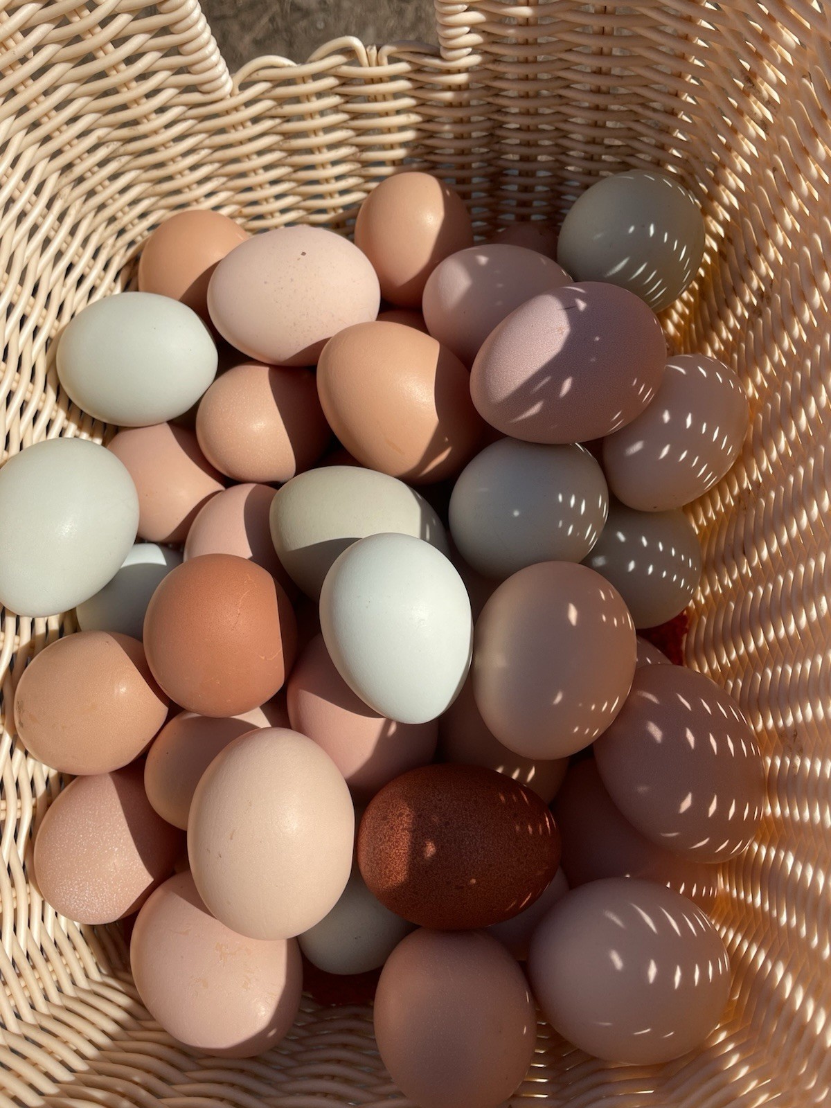 Barnyard Mix Hatching Eggs Assorted 18+++
