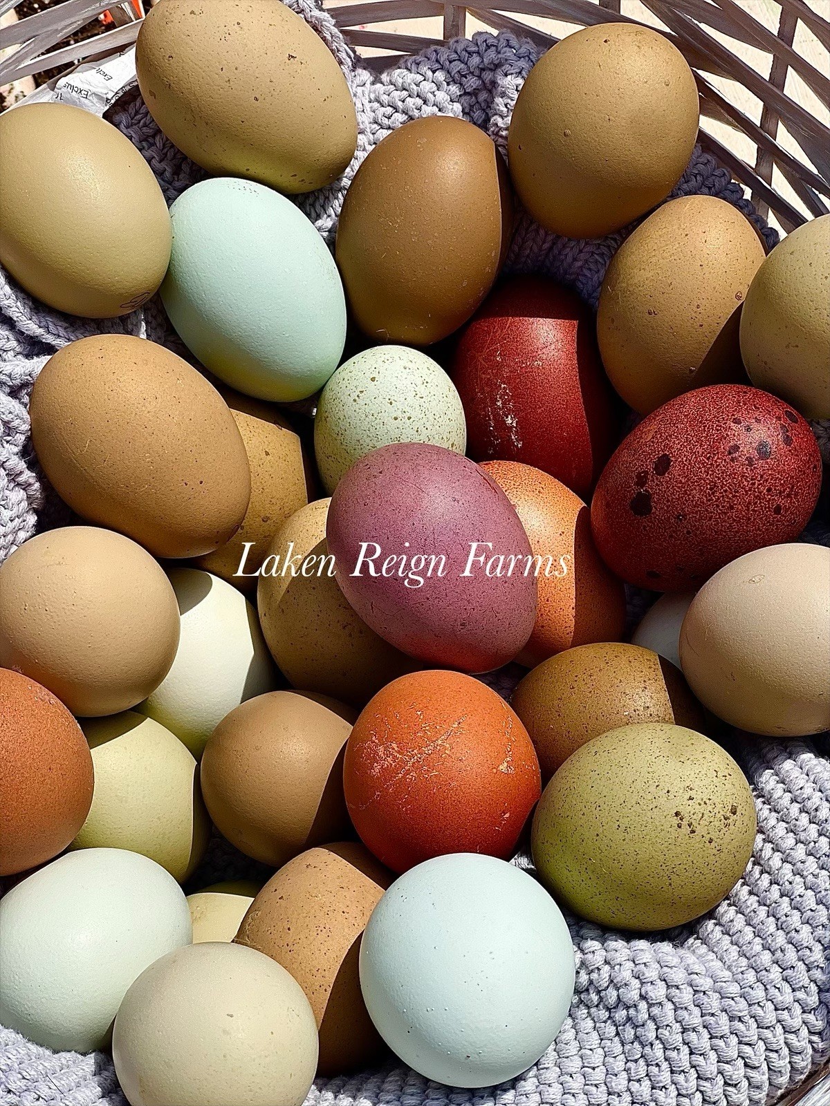 12 Rainbow Hatching Eggs Blooms, Speckles, NPIP/AI