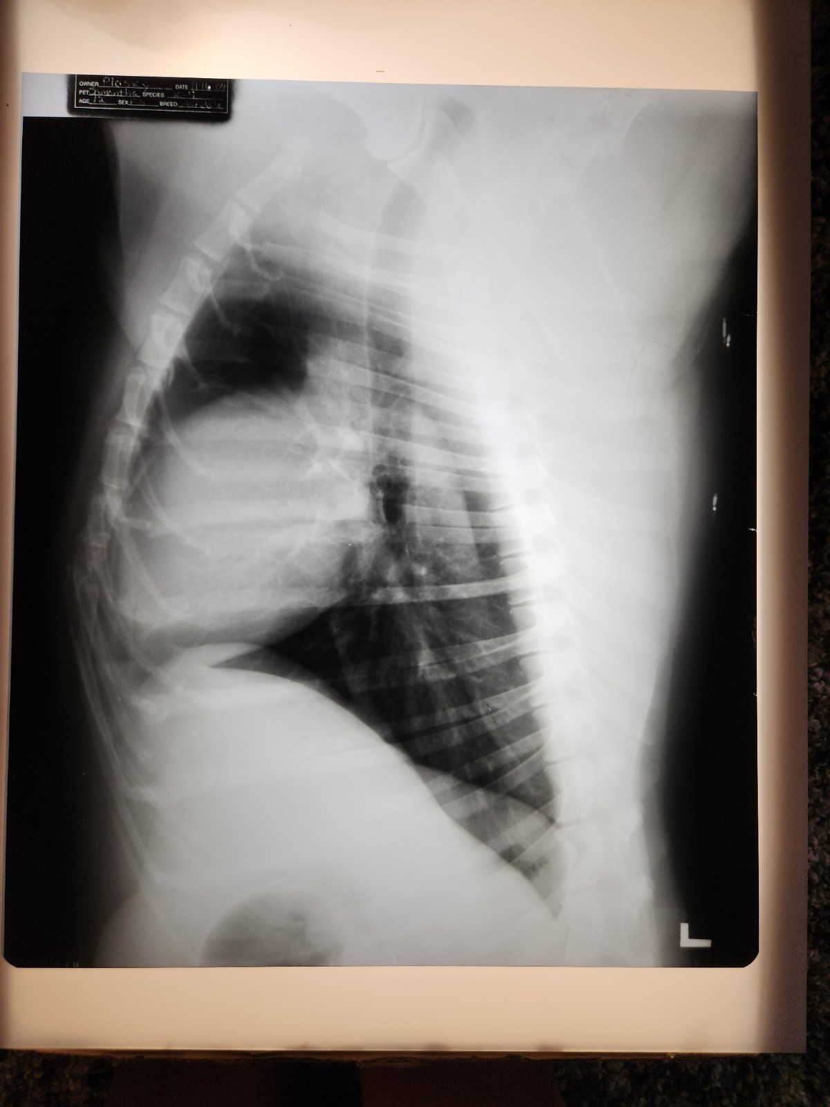 Animal X-Ray Film Negative Print – Canine Dog 16 ½” x 14" XRay Medical D02