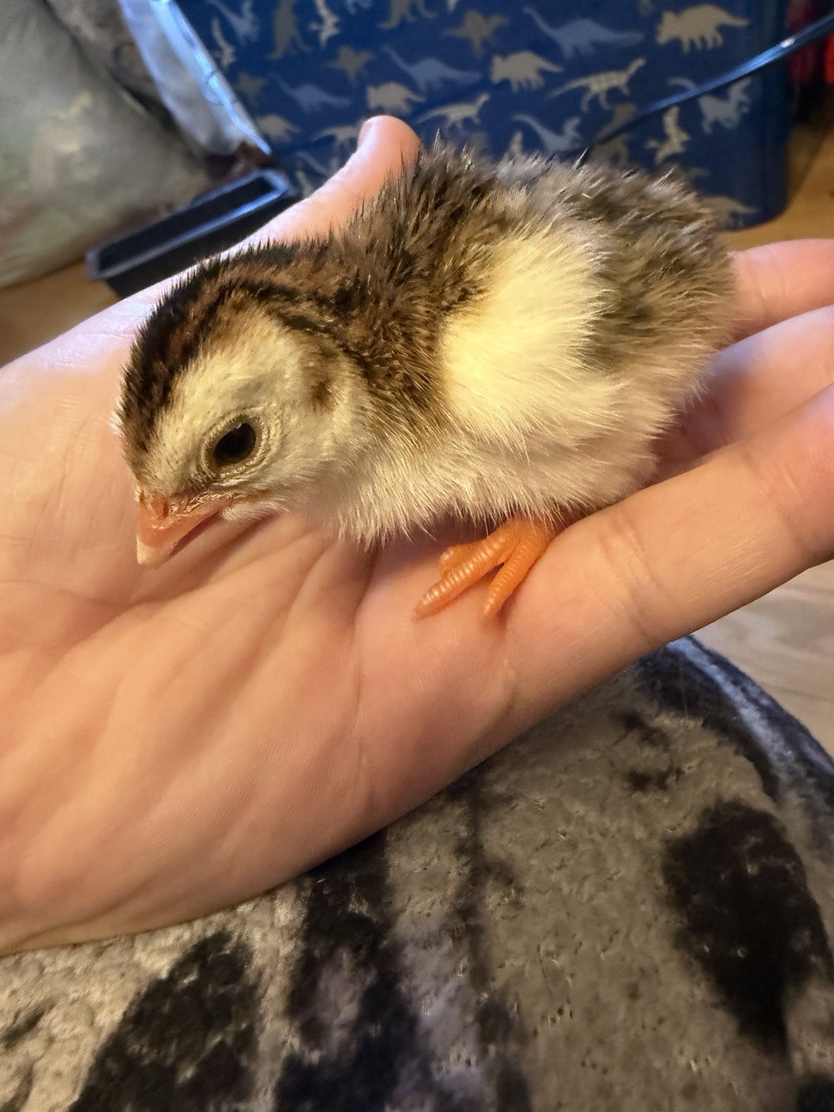 guinea hatching eggs