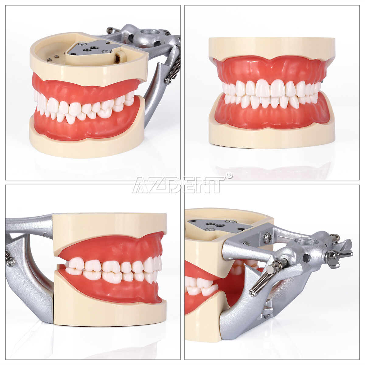 Dental Typodont Model with Removable Teeth M8012 DP 32 demonstration teach study